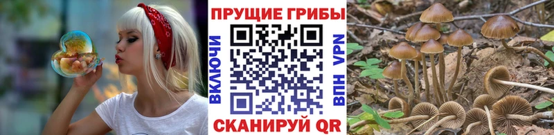 Псилоцибиновые грибы Psilocybe Сухиничи